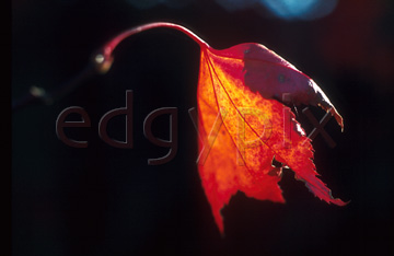 Comp image : al0106 : A single back-lit orange-red autumn leaf against a very dark background