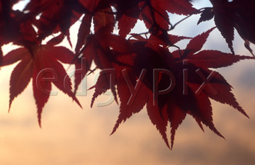 Comp image : al0107 : A cluster of autumn leaves in semi-silhouette against a very soft focus woodland background