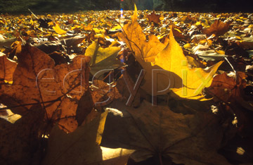 Comp image : al0222 : Ground level view of back-lit fallen autumn leaves