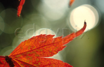 Comp image : al0314 : Orange-red autumn leaf with intersecting soft-focus highlights in the background