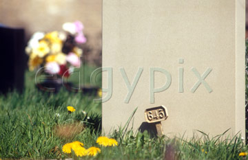 Comp image : chyd0101 : Part of a blank headstone among flowers in a sunny churchyard