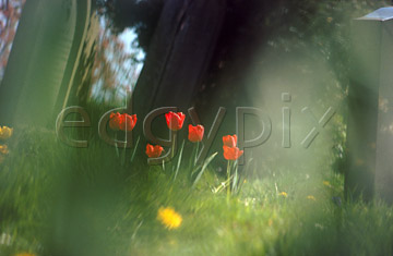 Comp image : chyd0113 : Red tulips and a headstone in an English churchyard in spring sunshine, with out of focus flower shapes