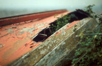 Comp image : dere0102 : Derelict upturned old boat with foliage growing through a large hole in the hull, and faded peeling red paint