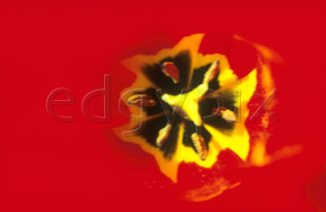 Comp image : flow0102 : Red tulip, close up of interior