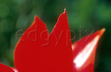 Comp image : flow0103 : Red tulip, close up of petals