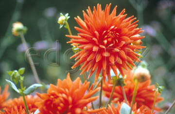 Comp image : flow0113 : Red dahlia (semi-cactus)