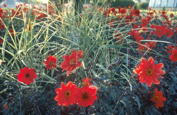 Comp image : flow0119 : Red dahlias among grasses (spartina pectinata)