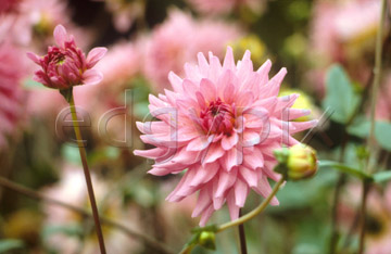 Comp image : flow0203 : Pink dahlia