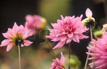 Comp image : flow0205 : Pink dahlia