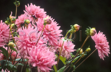 Comp image : flow0206 : Pink dahlias