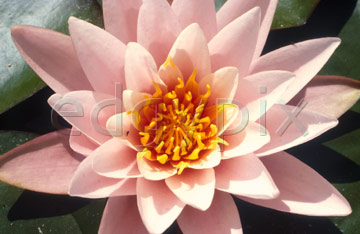 Comp image : flow0215 : Waterlily flower