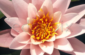 Comp image : flow0216 : Waterlily flower