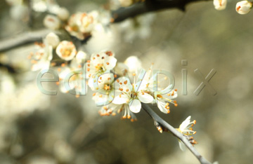 Comp image : flow0306 : White blossom, medium close-up, against a soft-focus background