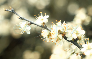 Comp image : flow0308 : White blossom, medium close-up, against a soft-focus background
