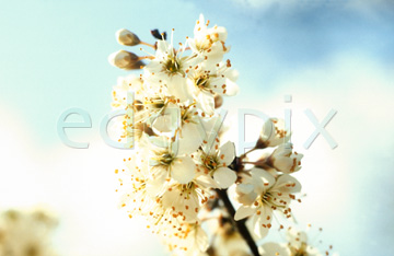 Comp image : flow0309 : White blossom, medium close-up, against soft clouds in a blue sky