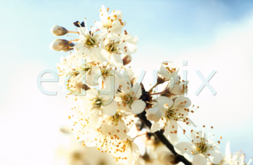 Comp image : flow0310 : White blossom, medium close-up, against soft clouds in a blue sky