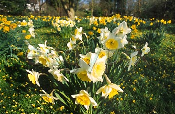 Comp image : flow0503 : Yellow and white daffodils in the foreground, with yellows in the distance, in a sunny English garden in spring