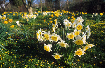 Comp image : flow0505 : Yellow and white daffodils in the foreground, with yellows in the distance, in a sunny English garden in spring