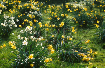 Comp image : flow0522 : Clusters of yellow and yellow/white daffodils in the green lawn of a sunny English garden in springtime