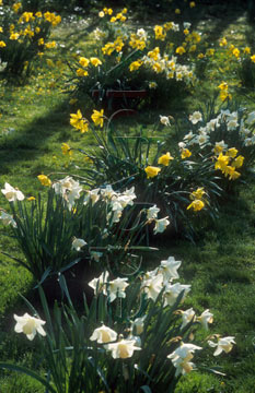 Comp image : flow0602 : Clusters of yellow and yellow/white daffodils in the green lawn of a sunny English garden in springtime