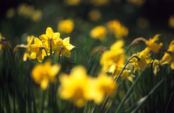 Comp image : flow0606 : A cluster of yellow daffodils in springtime, medium close-up, against the green of an English garden. Some flower heads sharp, some in soft focus.