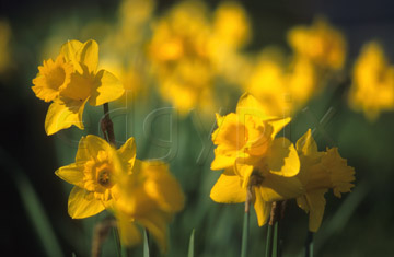 Comp image : flow0613 : A cluster of yellow daffodils in springtime, medium close-up, against the green of a sunny English garden. Some flower heads sharp, some in soft focus.