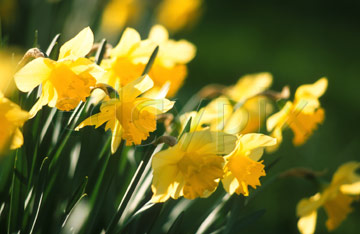 Comp image : flow0620 : Back-lit yellow daffodils in springtime, medium close-up, against a green garden background