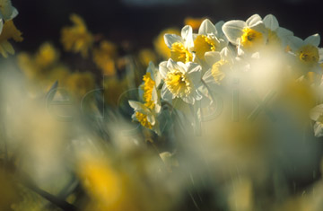 Comp image : flow0706 : Yellow and white daffodils against a dark background in springtime, seen through very soft focus flower heads in the foreground