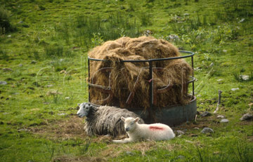 Comp image : ld01708 : A sheep and its lamb resting in the English Lake District