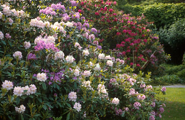 Comp image : ld01716 : Rhododendron bushes in a garden in the English Lake District