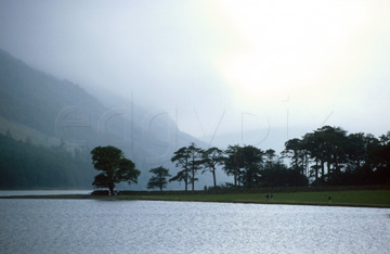 Comp image : ld01813 : The 'Buttermere Pines' on the shore of Buttermere in the English Lake District
