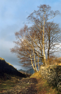 Comp image : ld02203 : Silver birch trees and dry stone walls by a Lake District path in weak midwinter sun
