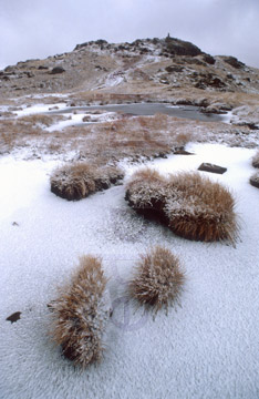 Comp image : ld02306 : Grass tufts on peat in a frozen tarn covered with a sprinkling of snow, near the summit cairn of Place Fell