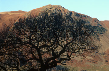 Comp image : ld02402 : Silhouette of a leafless tree against a distant sunlit mountain in the English Lake District