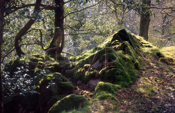 Comp image : ld03423 : Sun shining through the trees onto moss covered rocks by the path in a wood in Borrowdale, in the English Lake District