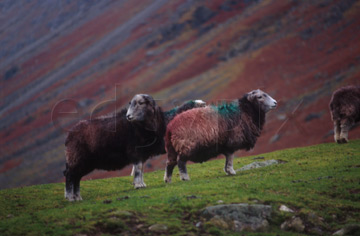 Comp image : ld03619 : Herdwick sheep, the unique breed of the English Lake District, matching the autumn colours of the bracken in the background in Mickledon, off Great Langdale