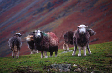 Comp image : ld03621 : Herdwick sheep, the unique breed of the English Lake District, watching the camera in Mickledon, off Great Langdale, on a typically dull, wet autumn day