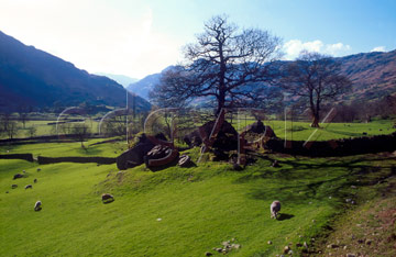 Comp image : ld04405 : Springtime in Great Langdale, Cumbria, the English Lake District