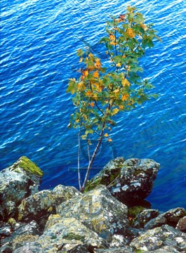 Comp image : ld04723 : The autumn leaves of a sapling growing on the rocky shore of Ullswater, in the English Lake District, set against the vivid blue reflection of the sky in the waters