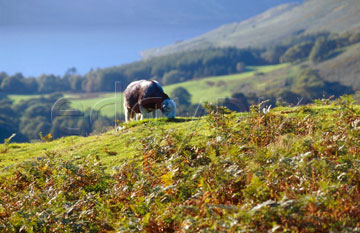 Comp image : ld05810 : A lone Herdwick sheep grazing in autumn sunshine near Buttermere, in the English Lake District