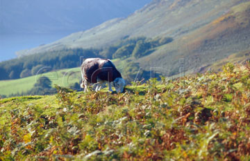 Comp image : ld05811 : A lone Herdwick sheep grazing in autumn sunshine near Buttermere, in the English Lake District