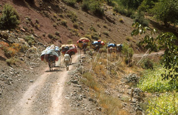 Comp image : mgun0410 : Heavily laden mules on a track in the Ait Bougemez valley in the High Atlas mountains in Morocco