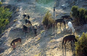 Comp image : mgun1204 : Mules grazing in the High Atlas mountains of Morocco, and being cared for by their Berber muleteers; a small child looks on