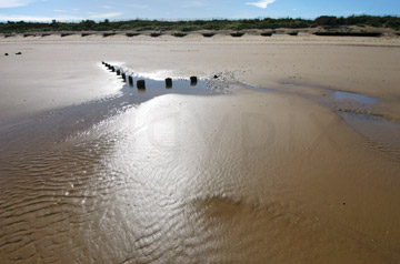 Comp image : shor022730 : Sunshine reflected in wet rippled sand at low tide on the flat North Norfolk coast of England, with a group of wooden posts