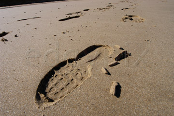 Comp image : shor022761 : Close-up of a footprint in wet sand on a flat deserted beach at low tide on the North Norfolk coast of England, in strong sunshine