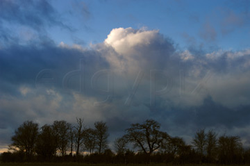 Comp image : sky020834 : A heavy band of dark clouds against a blue evening sky, with a row of bare trees in silhouette on the skyline