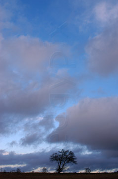 Comp image : sky020865 : Stormy grey clouds clearing to show a blue sky, with a single bare tree on the skyline