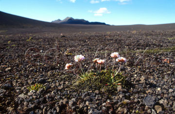 Comp image : torf0506 : Wild flower struggling to survive in the barren landscape near Laufafell, southern Iceland