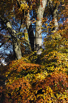 Comp image : tree020259 : Silver-grey tree trunks rising through lower foliage in autumn sunshine
