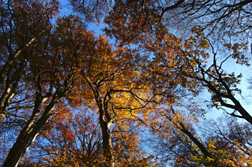 Comp image : tree020264 : Dramatic view to a blue sky looking straight up through high golden leaves at the top of tall trees in an English woodland in warm autumn sun